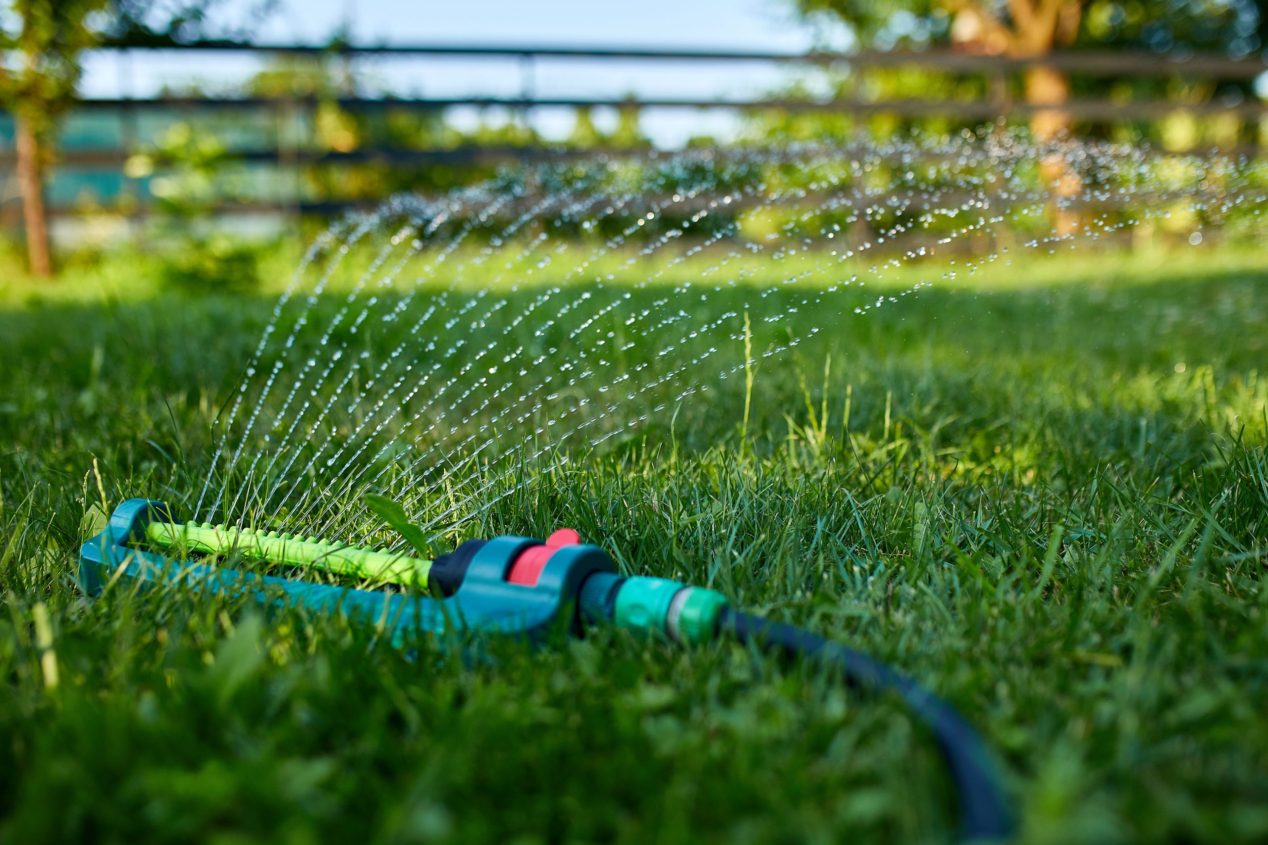 Oscillating garden sprinkler spraying water over green grass at home yard, summer or spring